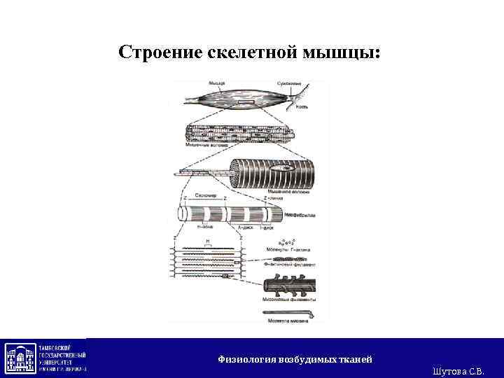 Строение скелетной мышцы: Физиология возбудимых тканей Шутова С. В. 