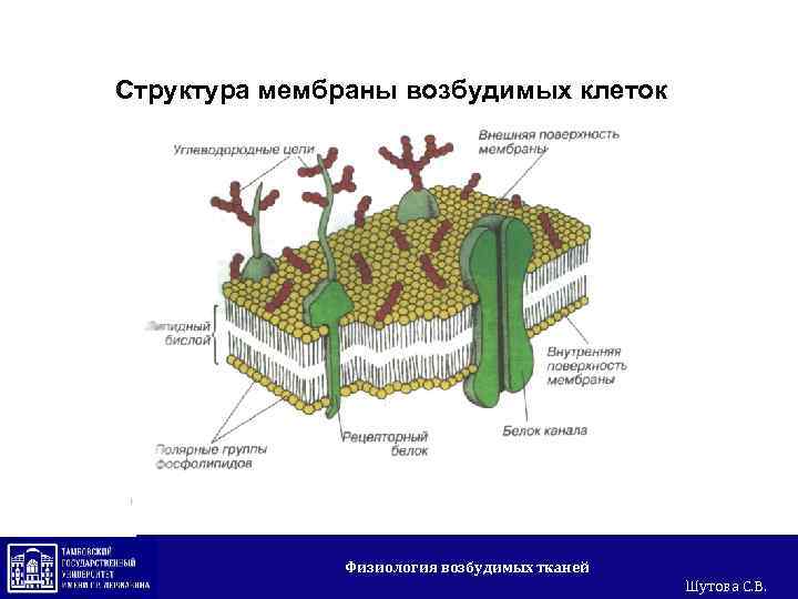 Возбудимые ткани физиология презентация