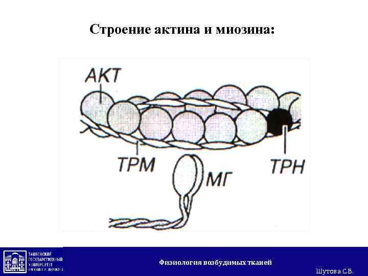 Строение актина и миозина: Физиология возбудимых тканей Шутова С. В. 