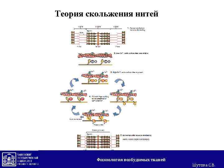Теория скольжения нитей Физиология возбудимых тканей Шутова С. В. 