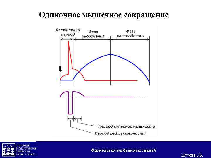Одиночное мышечное сокращение Физиология возбудимых тканей Шутова С. В. 