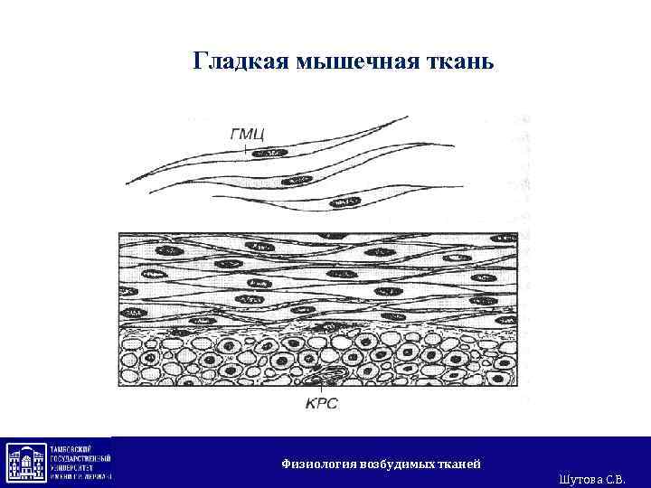 Возбудимые ткани физиология презентация