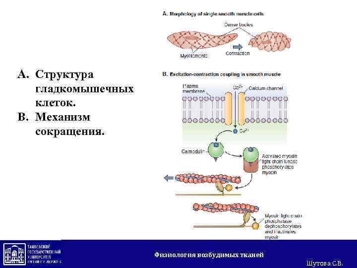 Схема обмена гистидина в разных тканях