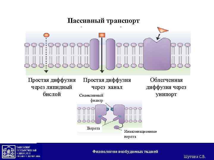 Пассивный транспорт это