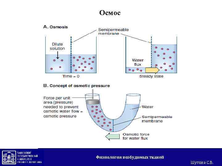 Oсмос Физиология возбудимых тканей Шутова С. В. 