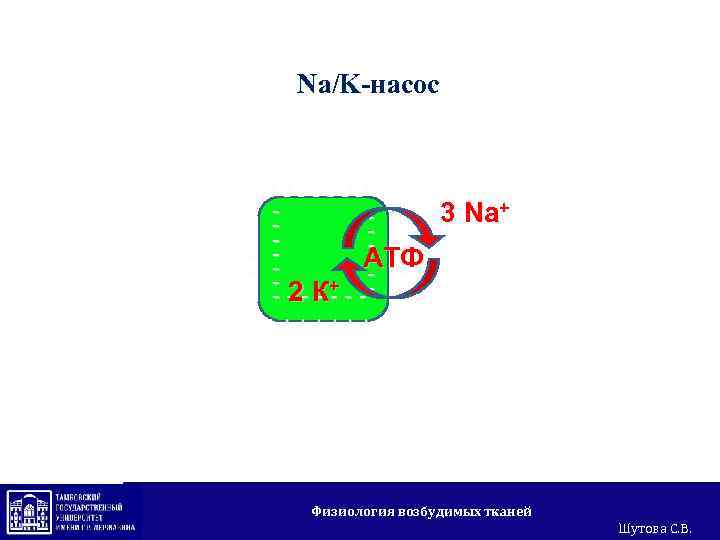 Na/K-насос +++++++ + + + ------ - + 3 Na+ - + - +