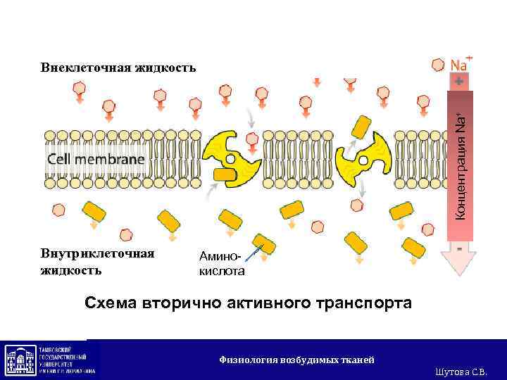 Концентрация Na+ Внеклеточная жидкость Внутриклеточная жидкость Аминокислота Схема вторично активного транспорта Физиология возбудимых тканей