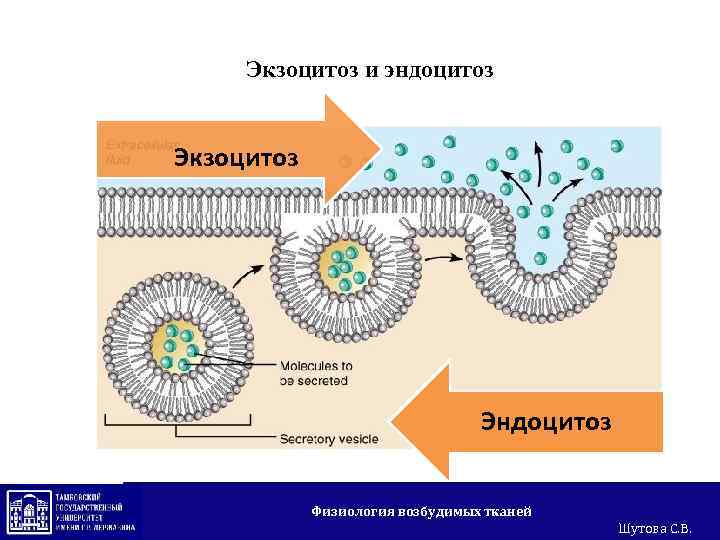 Схема эндоцитоз и экзоцитоз