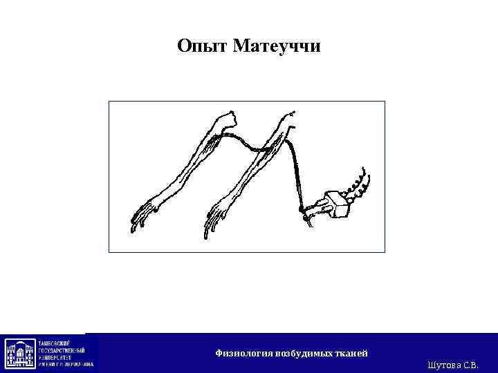 Опыт Матеуччи Физиология возбудимых тканей Шутова С. В. 