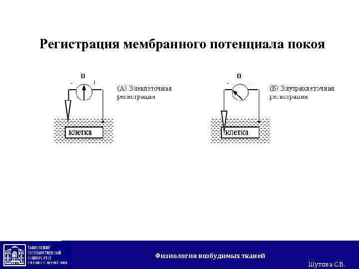 Регистрация мембранного потенциала покоя Физиология возбудимых тканей Шутова С. В. 