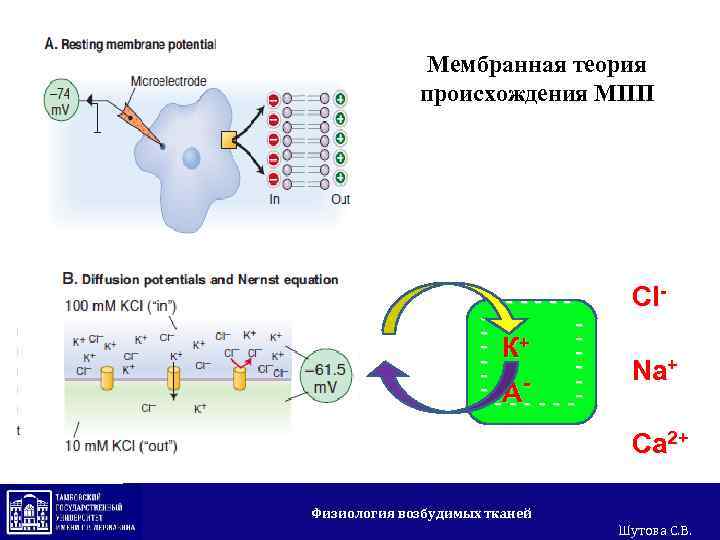 Мембранная теория происхождения МПП +++++++ + + + ------ - + - К -