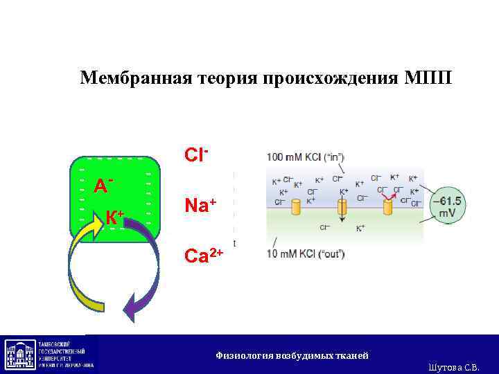Мембранная теория происхождения МПП +++++++ + + + ------ - А - К+ -