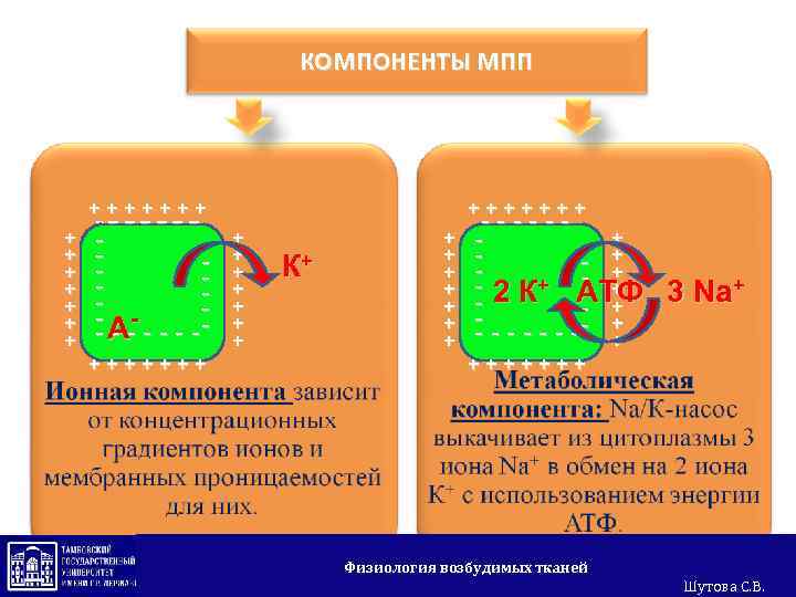 КОМПОНЕНТЫ МПП +++++++ + + + - -- -- -- - АА - ----