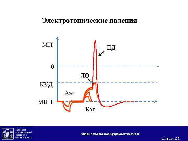 Электротонические явления МП ПД 0 ЛО КУД Аэт МПП Кэт Физиология возбудимых тканей Шутова