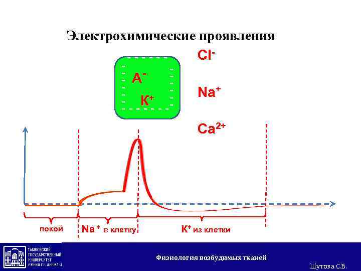 Электрохимические проявления +++++++ Cl- -----+ + + + - - А - К+ -