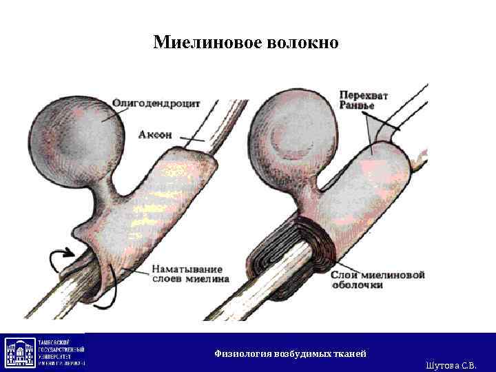 Миелиновое волокно Физиология возбудимых тканей Шутова С. В. 