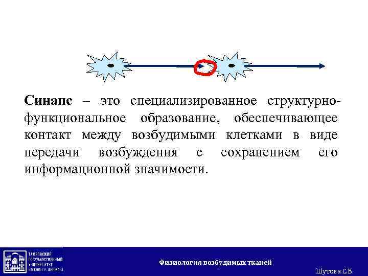 Синапс – это специализированное структурнофункциональное образование, обеспечивающее контакт между возбудимыми клетками в виде передачи