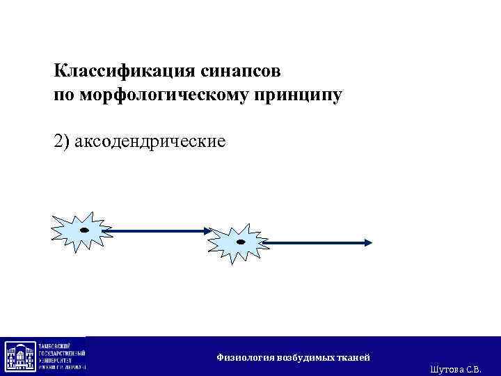 Классификация синапсов по морфологическому принципу 2) аксодендрические Физиология возбудимых тканей Шутова С. В. 