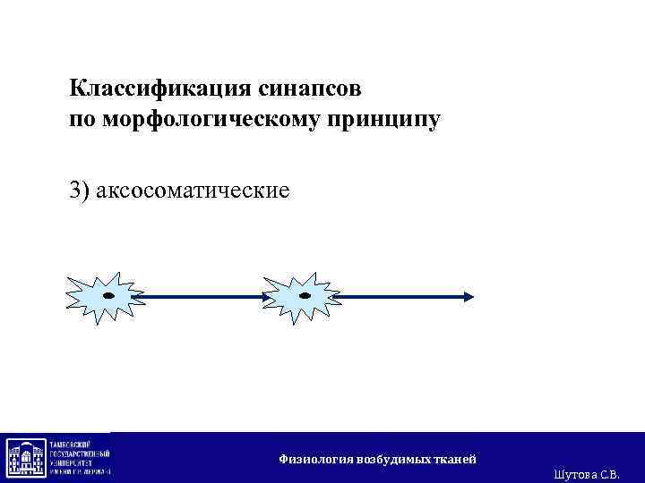 Классификация синапсов по морфологическому принципу 3) аксосоматические Физиология возбудимых тканей Шутова С. В. 