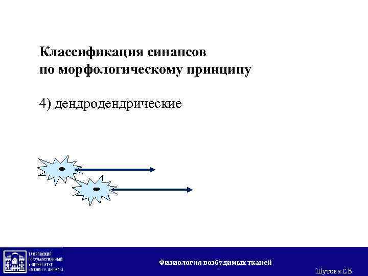 Классификация синапсов по морфологическому принципу 4) дендродендрические Физиология возбудимых тканей Шутова С. В. 