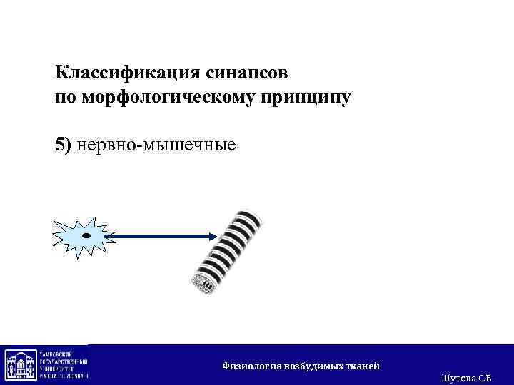 Классификация синапсов по морфологическому принципу 5) нервно-мышечные Физиология возбудимых тканей Шутова С. В. 