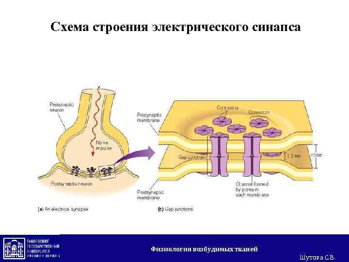 Схема строения электрического синапса Физиология возбудимых тканей Шутова С. В. 