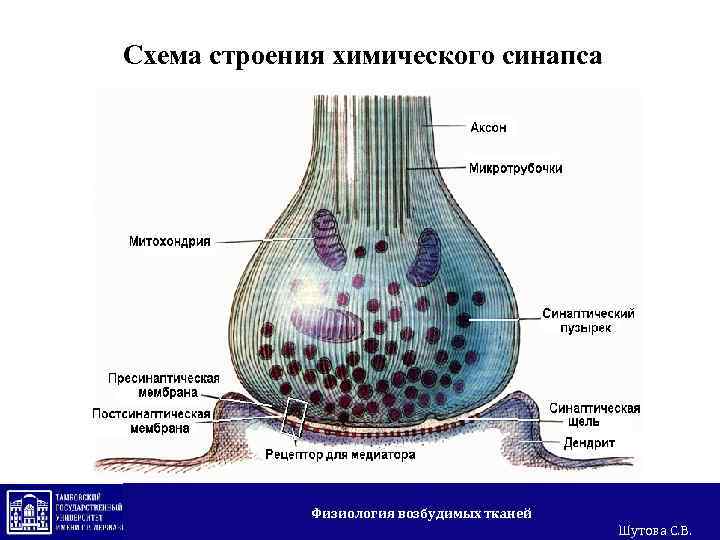 Строение химического синапса рисунок