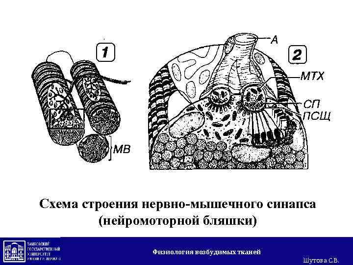 Схема строения нервно-мышечного синапса (нейромоторной бляшки) Физиология возбудимых тканей Шутова С. В. 