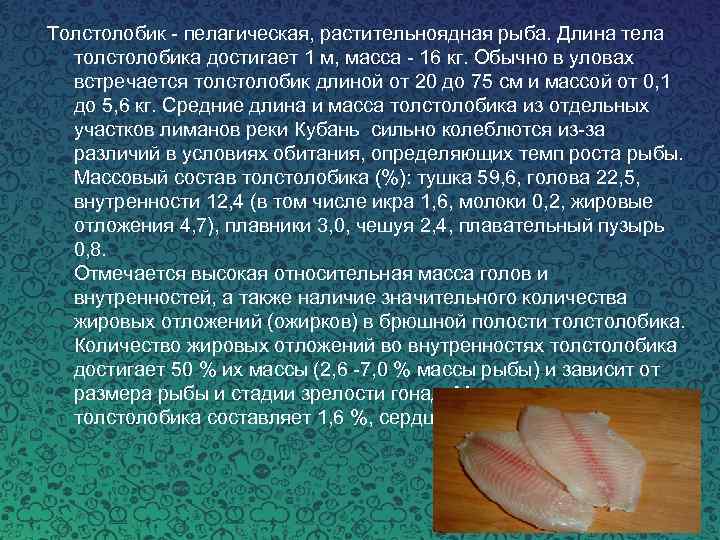Толстолобик - пелагическая, растительноядная рыба. Длина тела толстолобика достигает 1 м, масса - 16