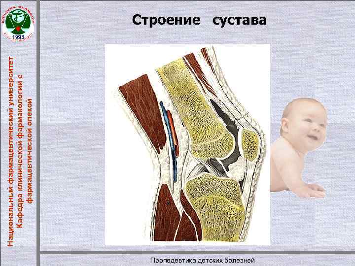 Национальный фармацевтический университет Кафедра клинической фармакологии с фармацевтической опекой Строение сустава Пропедевтика детских болезней