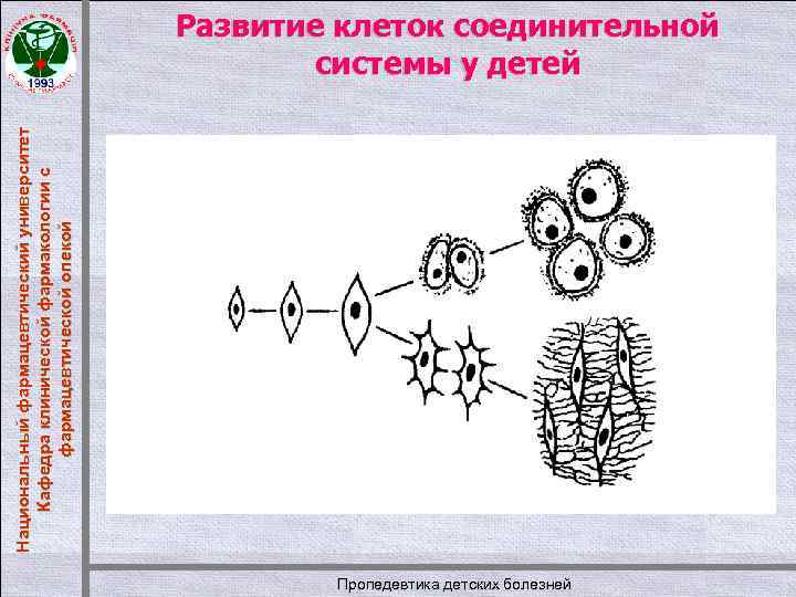 Национальный фармацевтический университет Кафедра клинической фармакологии с фармацевтической опекой Развитие клеток соединительной системы у