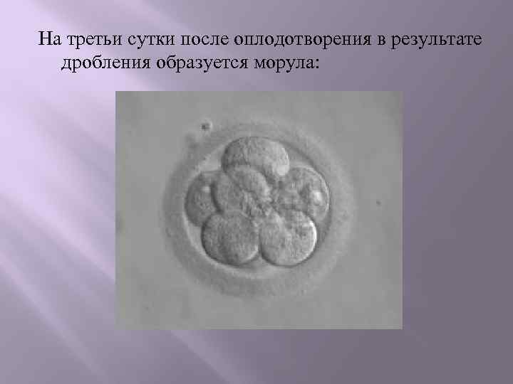 На третьи сутки после оплодотворения в результате дробления образуется морула: 