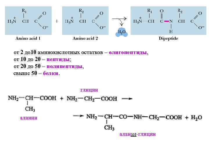 Схема образования дипептида