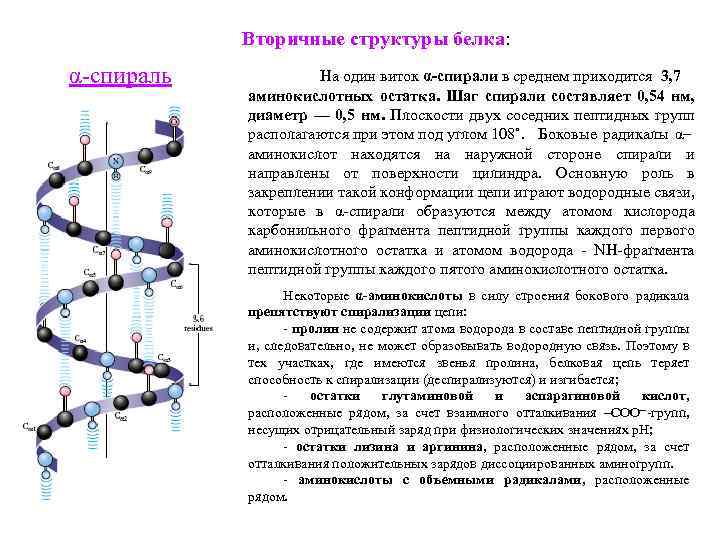 Строительная структура белка