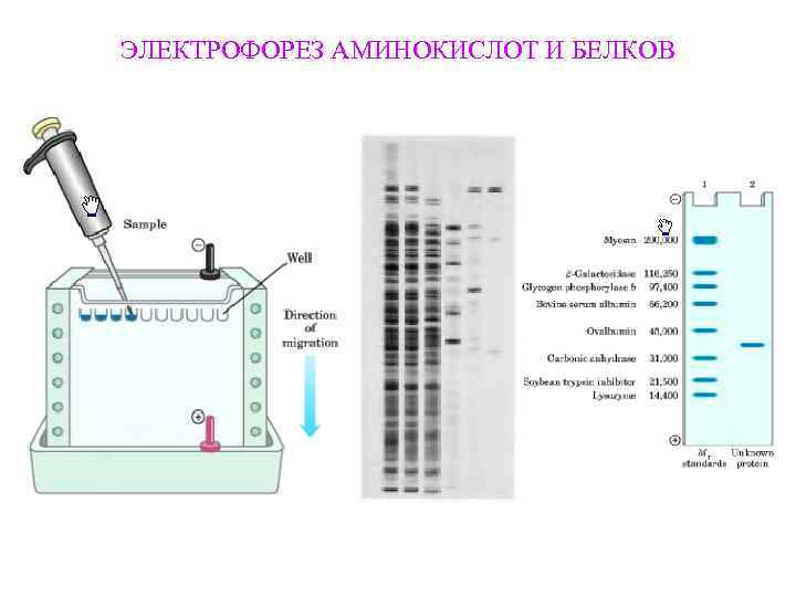 ЭЛЕКТРОФОРЕЗ АМИНОКИСЛОТ И БЕЛКОВ 