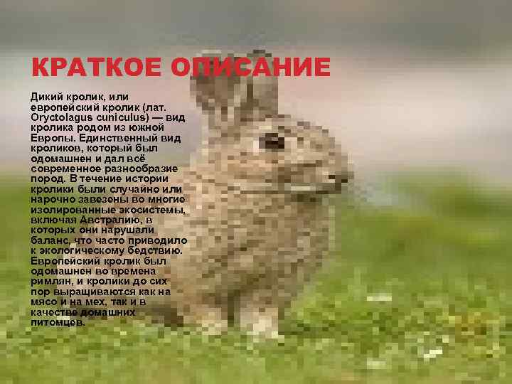 Описание дика. Дикий кролик Oryctolagus cuniculus. Кролик краткое описание. Рассказ про кролика. Описание кролика.