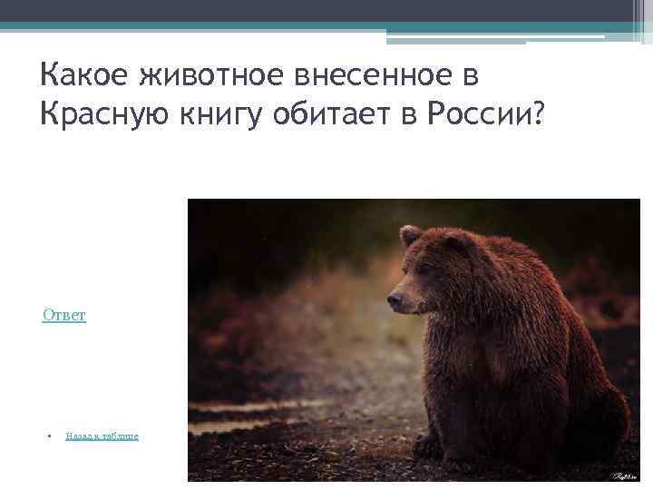 Какое животное внесенное в Красную книгу обитает в России? Ответ • Назад к таблице