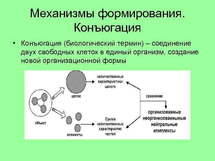 Процесс конъюгации. Механизм конъюгации. Понятие конъюгация. Конъюгация термин. Конъюгация примеры.