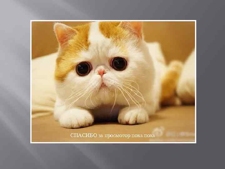 СПАСИБО за просмотор пока 