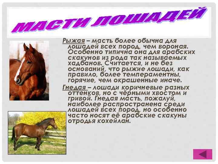 Рыжая – масть более обычна для лошадей всех пород, чем вороная. Особенно типична она