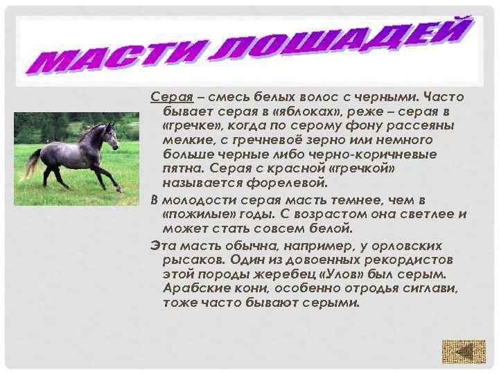 Серая – смесь белых волос с черными. Часто бывает серая в «яблоках» , реже