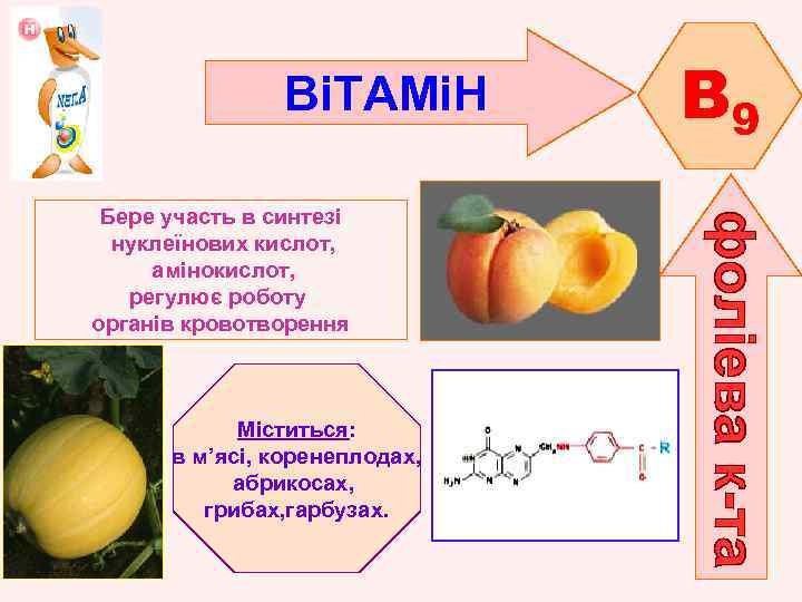 ВіТАМіН Бере участь в синтезі нуклеїнових кислот, амінокислот, регулює роботу органів кровотворення Міститься: в