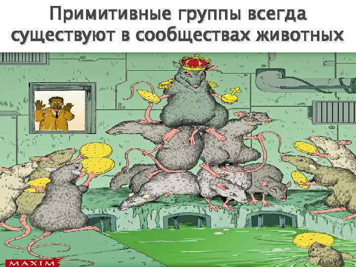 Примитивные группы всегда существуют в сообществах животных 