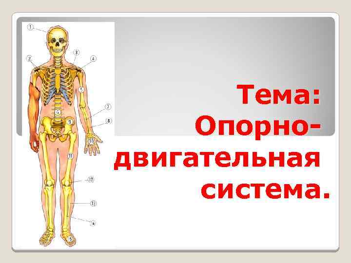 Тема: Опорнодвигательная система. 