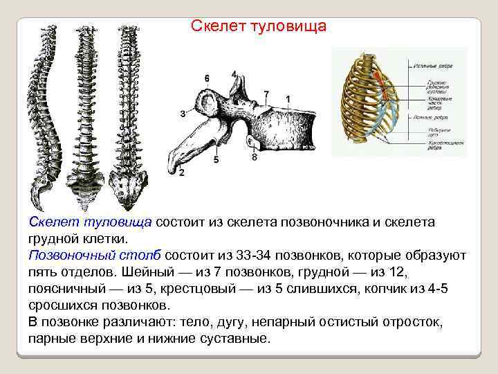 Грудная состоит из. Скелет туловища Позвоночный столб. Скелет туловища позвоночник и грудная клетка. Скелет туловища состоит из. Скелет туловища состоит из позвоночника.