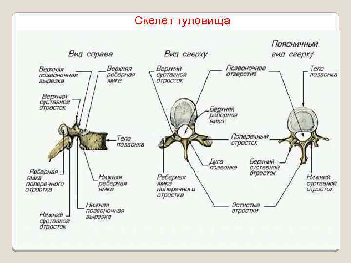Скелет туловища 
