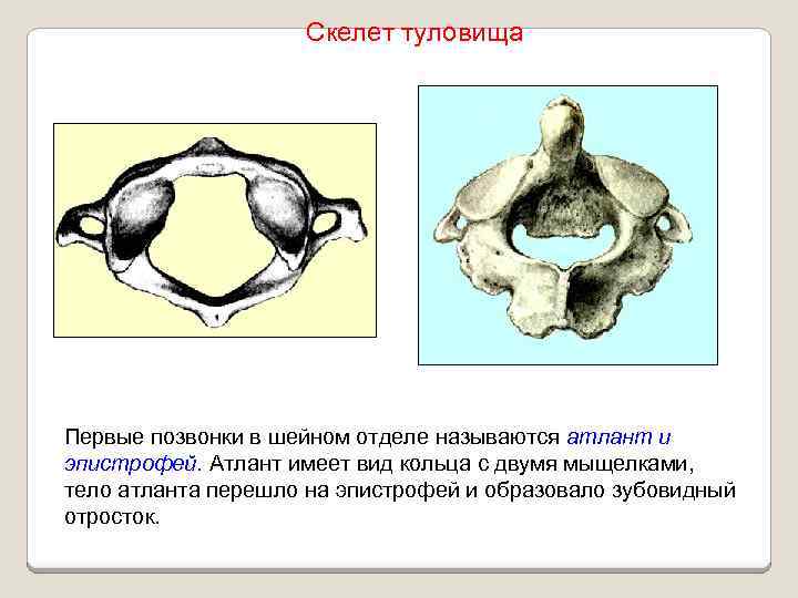 Скелет туловища Первые позвонки в шейном отделе называются атлант и эпистрофей. Атлант имеет вид