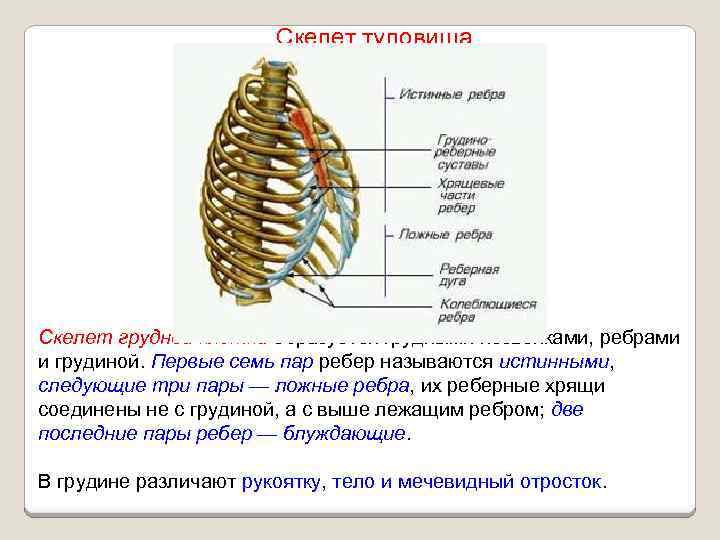 Скелет туловища Скелет грудной клетки образуется грудными позвонками, ребрами и грудиной. Первые семь пар