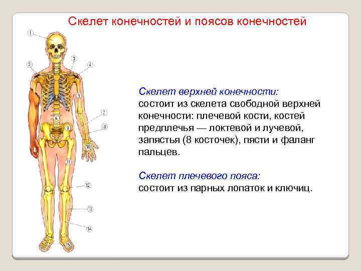 Скелет конечностей и поясов конечностей Скелет верхней конечности: состоит из скелета свободной верхней конечности:
