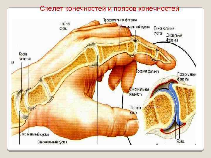Скелет конечностей и поясов конечностей 